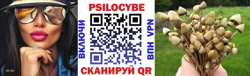 где можно купить наркотик  Дубна  Галлюциногенные грибы Psilocybe 